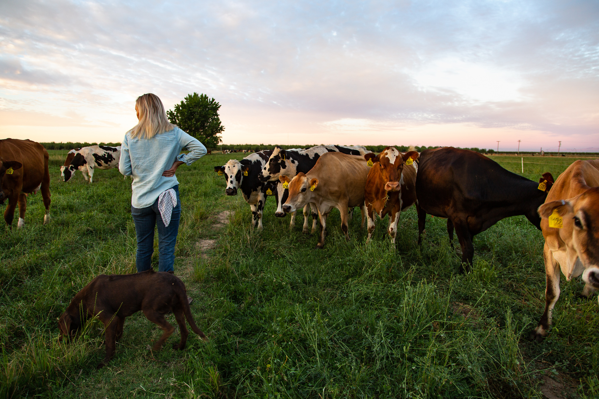 cows IMGL6864